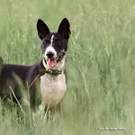 Щенки басенджи-африканской нелающей собаки