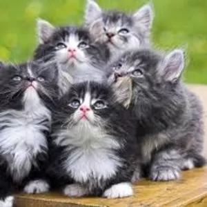 Отдам 6 очаровательных котят в хорошие руки