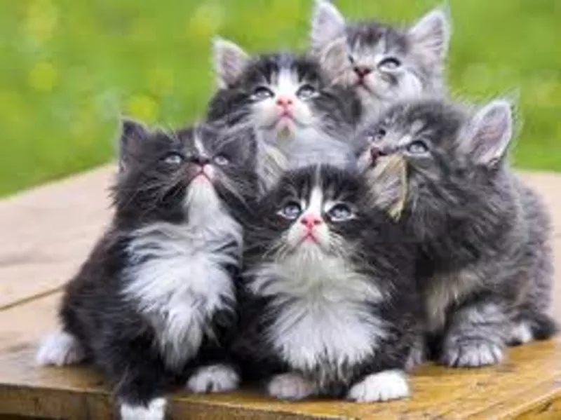 Отдам 6 очаровательных котят в хорошие руки